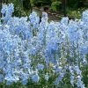 Roots Plants Delphinium 'Light Blue White Bee' Perennials