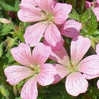 Roots Plants Geranium 'Vision Pink' 1L Pot 3 Roots Plants Geranium 'Vision Pink' 1L Pot
