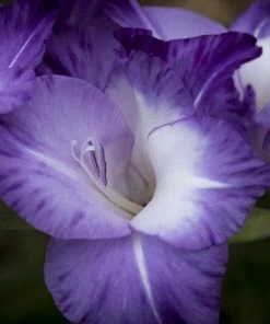 Roots Plants Gladioli 'Nori' 2L Pot