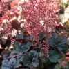 Roots Plants Perennials Heuchera 'Cassis' 3L Pot 1 Roots Plants Perennials Heuchera 'Cassis' 3L Pot
