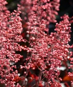 Roots Plants Perennials Heuchera 'Cassis' 3L Pot