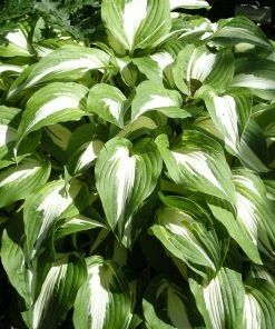 Roots Plants Perennials Hosta 'Night Before Christmas' 3L Pot