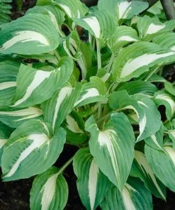 Roots Plants Perennials Hosta 'Night Before Christmas' 3L Pot