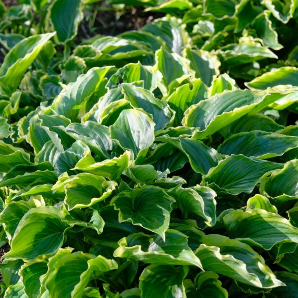 Roots Plants Perennials Hosta 'Sugar & Spice' 3L Pot 3 Roots Plants Perennials Hosta 'Sugar & Spice' 3L Pot