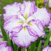 Roots Plants Iris 'Tiramisu' 3L Pot Perennials 2 Roots Plants Iris 'Tiramisu' 3L Pot Perennials