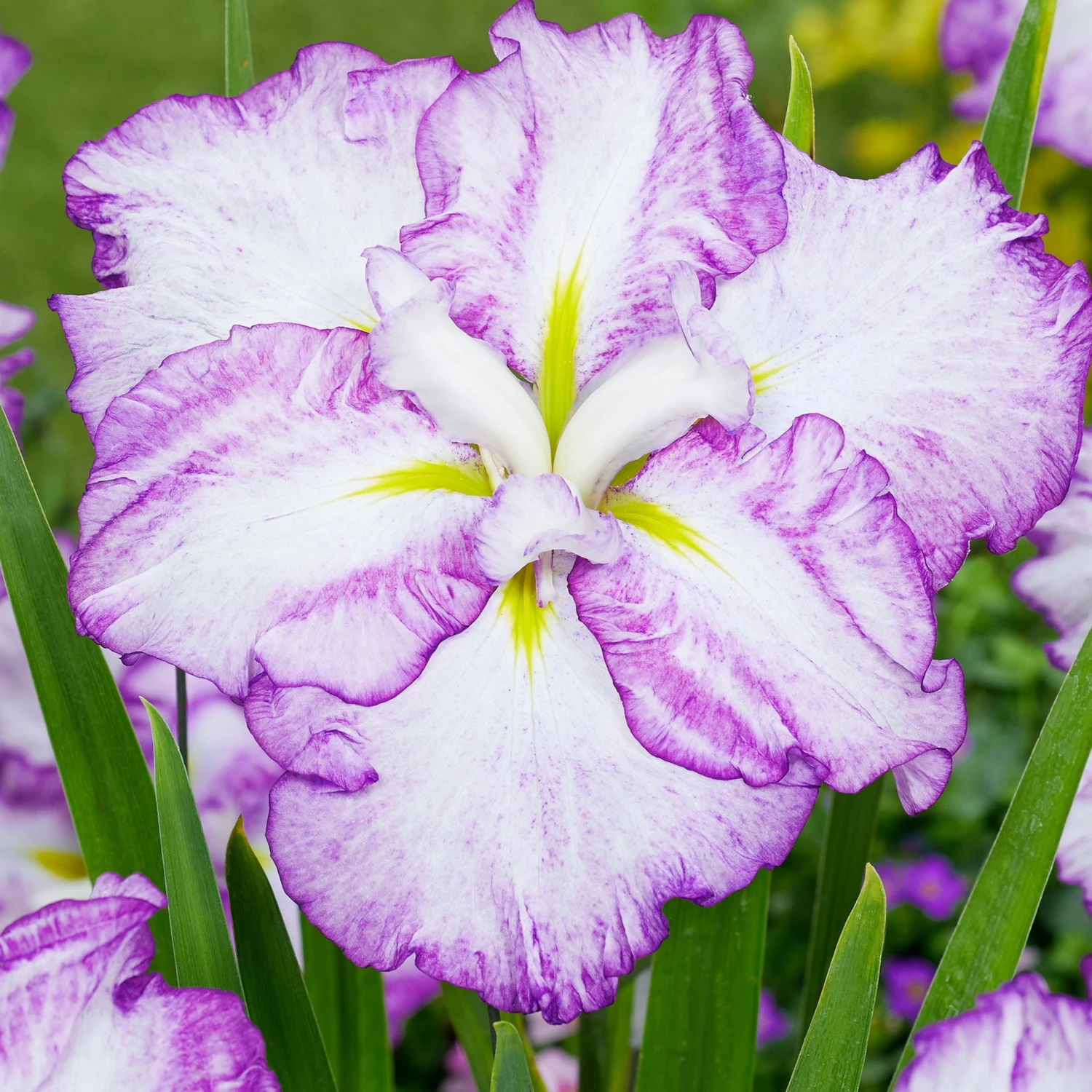 Roots Plants Iris 'Tiramisu' 3L Pot Perennials 3 Roots Plants Iris 'Tiramisu' 3L Pot Perennials