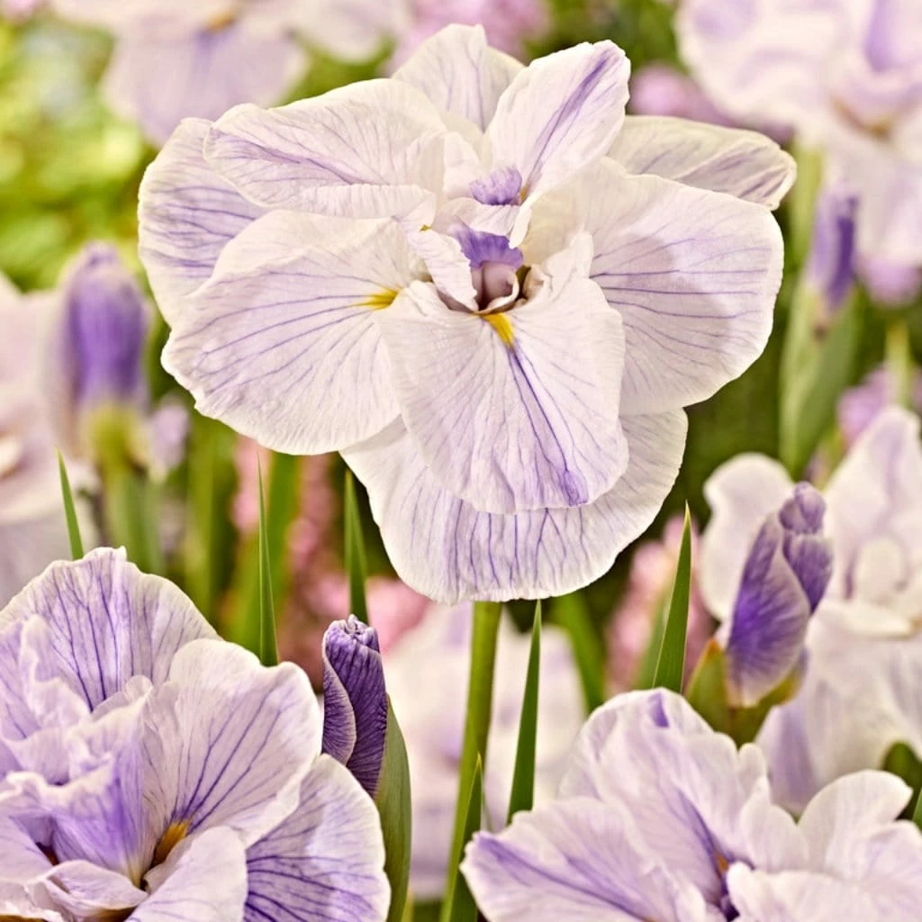 Roots Plants Iris 'Tiramisu' 3L Pot Perennials 4 Roots Plants Iris 'Tiramisu' 3L Pot Perennials