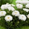 Roots Plants Leucanthemum 'Cloud Cumulus' 3L Pot 1 Roots Plants Leucanthemum 'Cloud Cumulus' 3L Pot
