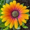 Roots Plants Osteospermum 'Purple Sun' 1L Pot