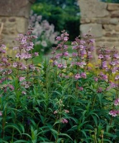 Roots Plants Penstemon 'Sour Grapes' Perennials