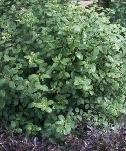 Roots Plants Perennials Pittosporum'Silver Ball' 3L Pot