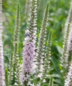 Roots Plants Perennials Veronica 'Moody Blues Pink' 3L Pot