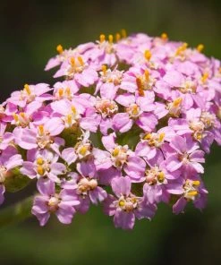Roots Plants Perennials Achillea 'Milly Rock Pink' | 3L Pot
