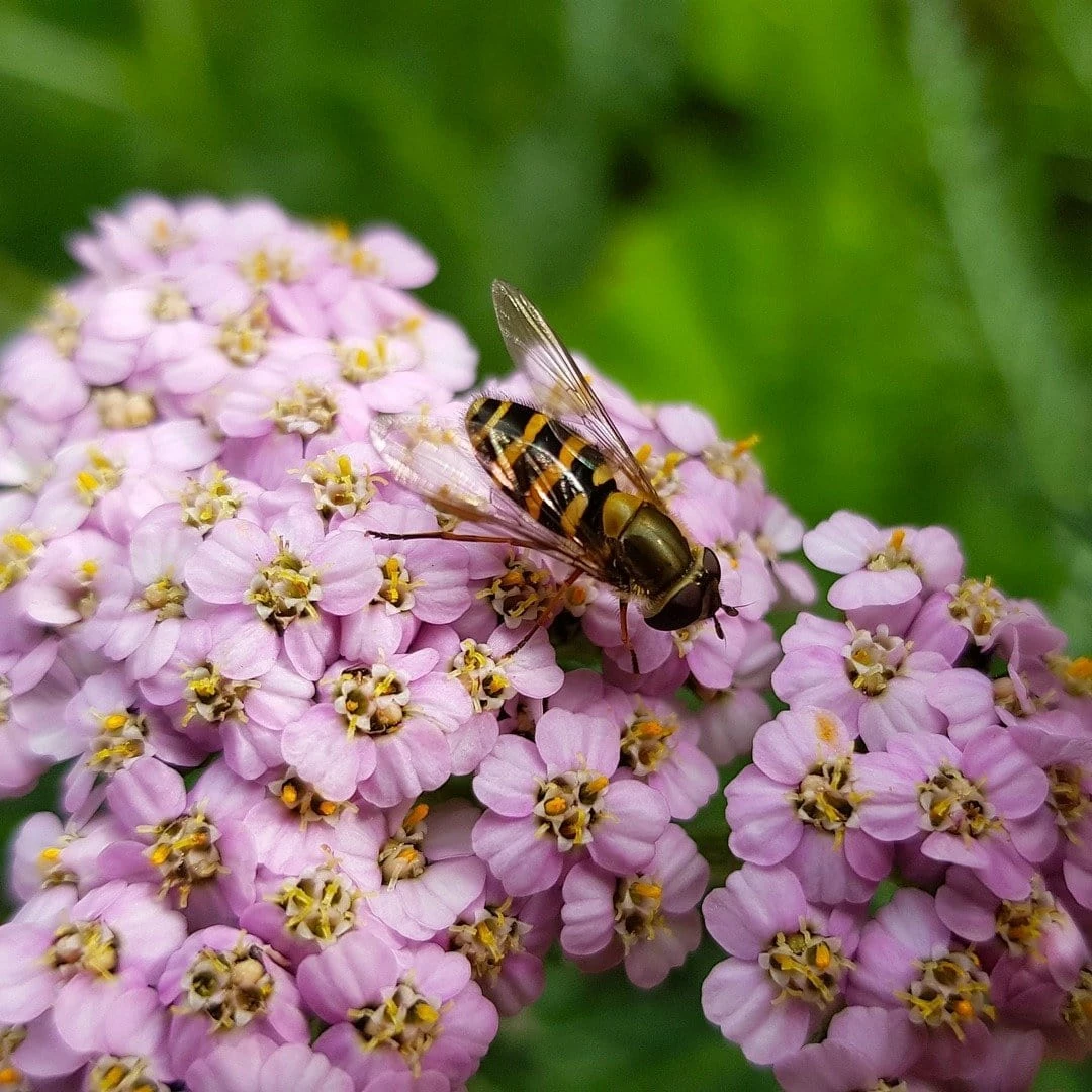 Roots Plants Perennials Achillea 'Milly Rock Pink' | 3L Pot 4 Roots Plants Perennials Achillea 'Milly Rock Pink' | 3L Pot