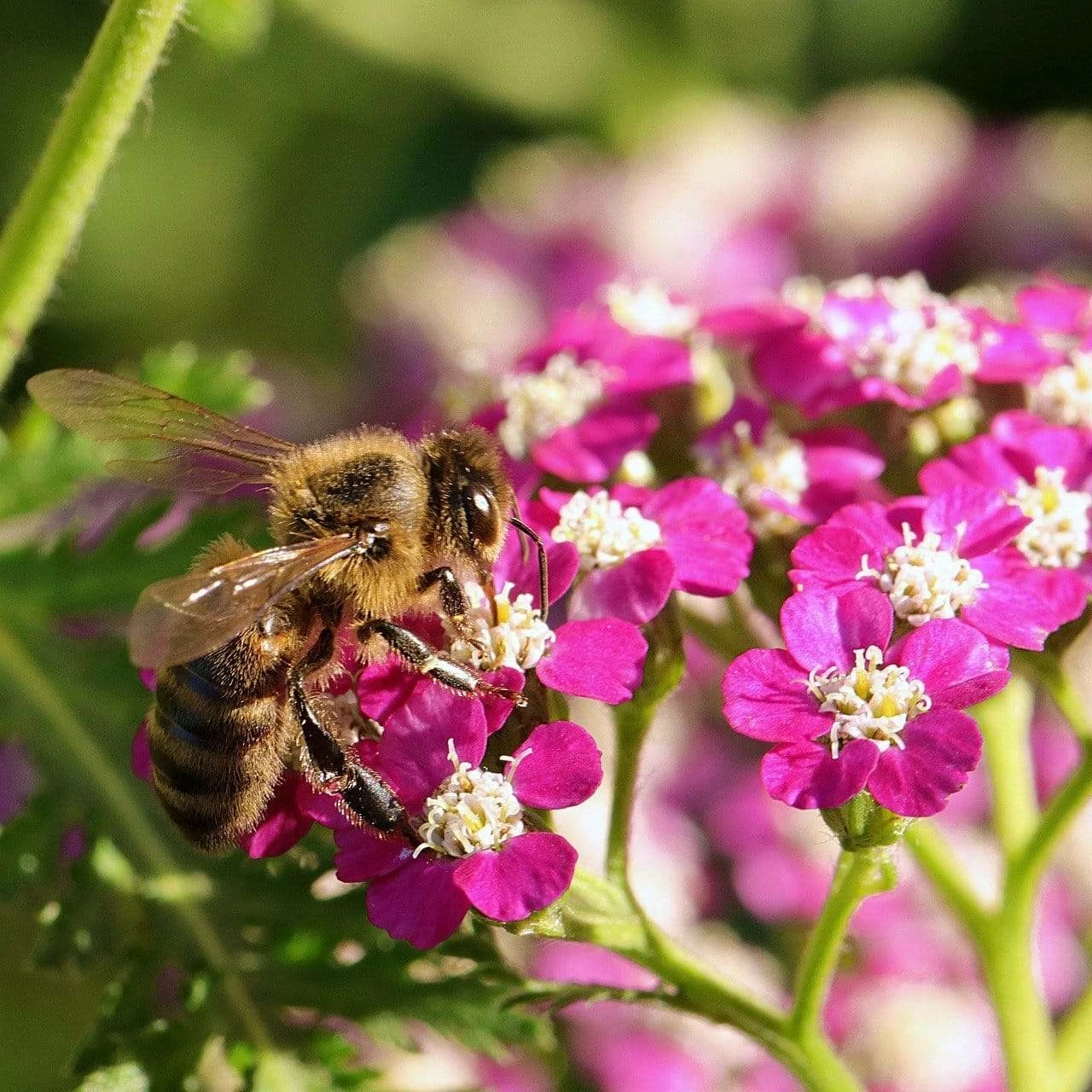 Roots Plants Achillea 'New Vintage Violet' | 3L Pot Perennials 3 Roots Plants Achillea 'New Vintage Violet' | 3L Pot Perennials