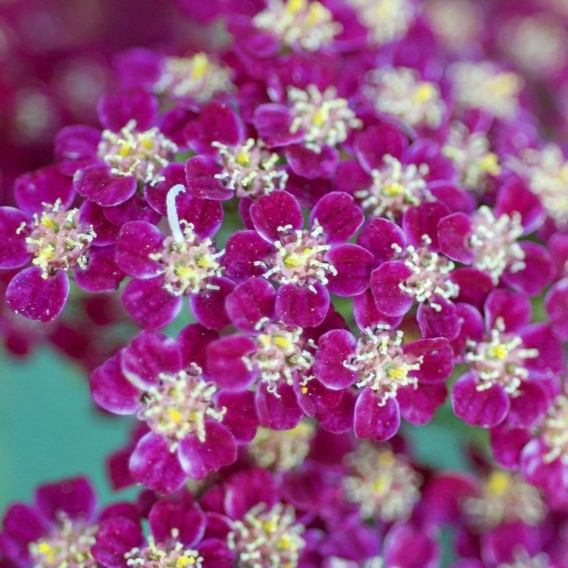Roots Plants Achillea 'New Vintage Violet' | 3L Pot Perennials 4 Roots Plants Achillea 'New Vintage Violet' | 3L Pot Perennials