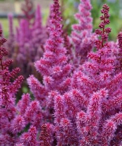 Roots Plants Astilbe 'Purple Rain' | 3L Pot Perennials
