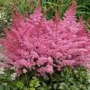 Roots Plants Perennials Astilbe 'Razzle Dazzle' | 3L Pot