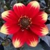 Roots Plants Dahlia 'Dahlegria Orange Yellow Tip' | 3L Pot Dahlias 1 Roots Plants Dahlia 'Dahlegria Orange Yellow Tip' | 3L Pot Dahlias
