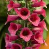 Roots Plants Foxglove 'Foxlight Plum Gold' | Digitalis | 3L Pot Perennials 1 Roots Plants Foxglove 'Foxlight Plum Gold' | Digitalis | 3L Pot Perennials