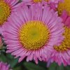 Roots Plants Erigeron 'Sea Breeze' | 3L Pot Perennials 2 Roots Plants Erigeron 'Sea Breeze' | 3L Pot Perennials