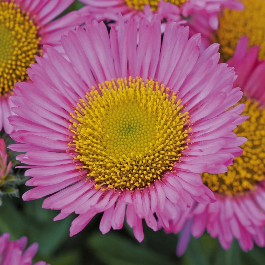 Roots Plants Erigeron 'Sea Breeze' | 3L Pot Perennials 3 Roots Plants Erigeron 'Sea Breeze' | 3L Pot Perennials
