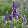 Roots Plants Perennials Lavender 'Blue Spear' 2 Roots Plants Perennials Lavender 'Blue Spear'