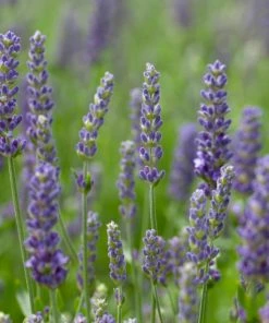 Roots Plants Perennials Lavender 'Blue Spear'