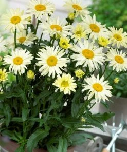Roots Plants Leucanthemum 'Broadway Lights' | Daisy