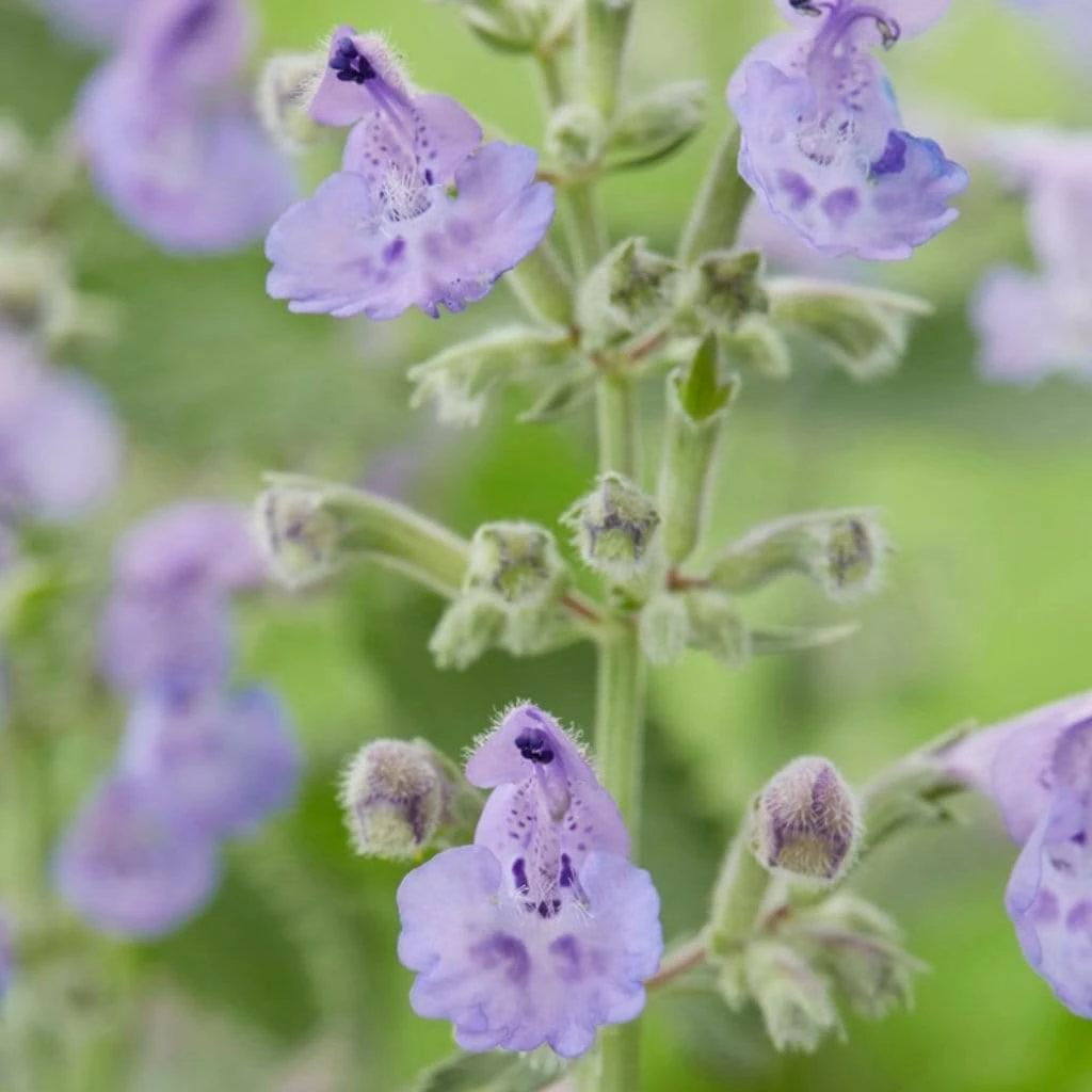Roots Plants Perennials Nepeta 'Walkers Low' 6 Roots Plants Perennials Nepeta 'Walkers Low'