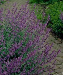 Roots Plants Perennials Nepeta 'Walkers Low' 8 Roots Plants Perennials Nepeta 'Walkers Low'