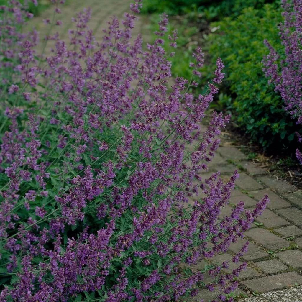 Roots Plants Perennials Nepeta 'Walkers Low' 5 Roots Plants Perennials Nepeta 'Walkers Low'