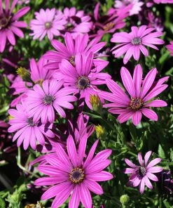 Roots Plants Osteospermum 'Tresco Purple' | 3L Pot 7 Roots Plants Osteospermum 'Tresco Purple' | 3L Pot