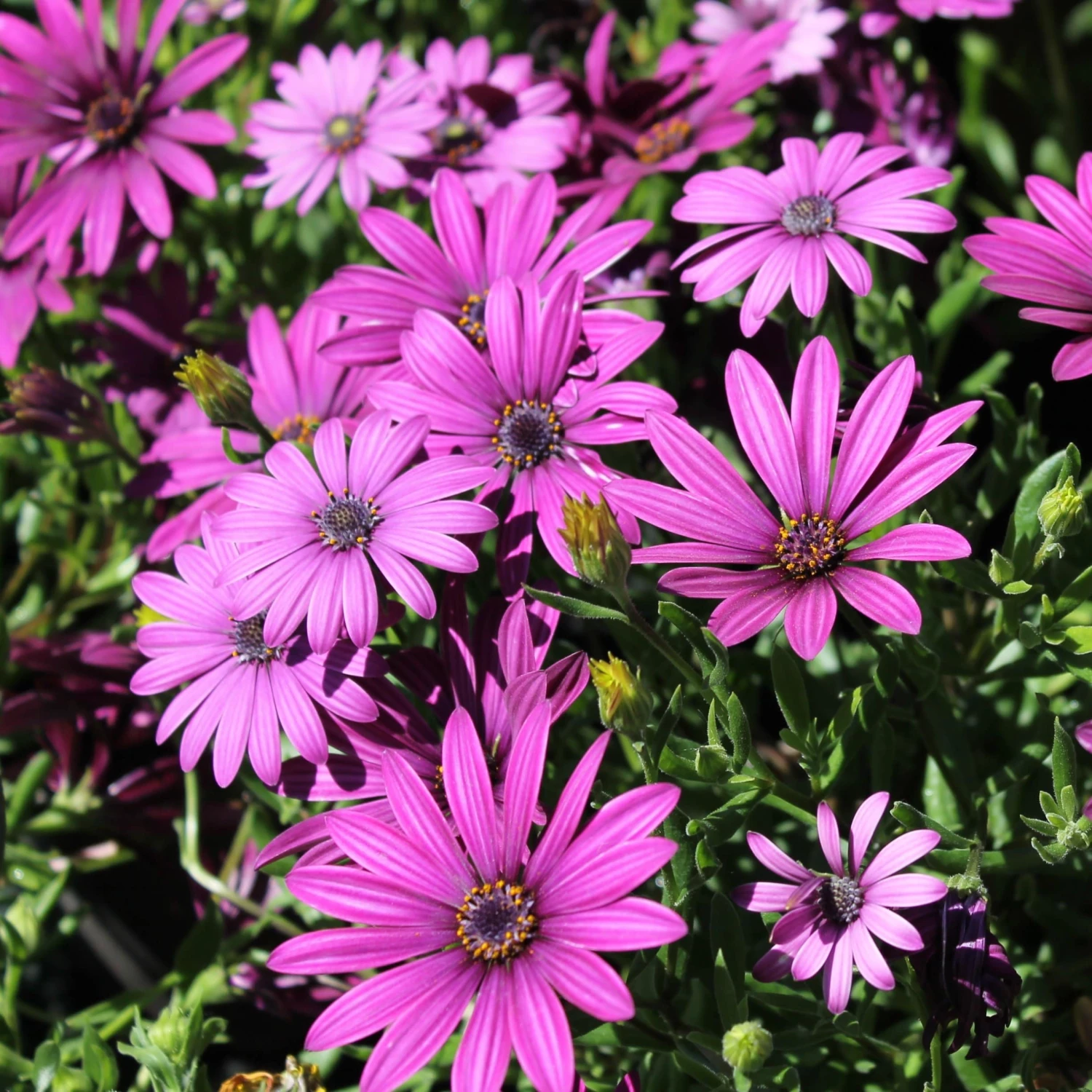 Roots Plants Osteospermum 'Tresco Purple' | 3L Pot 5 Roots Plants Osteospermum 'Tresco Purple' | 3L Pot