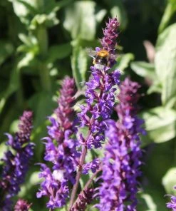 Roots Plants Salvia 'Caradonna' Perennials