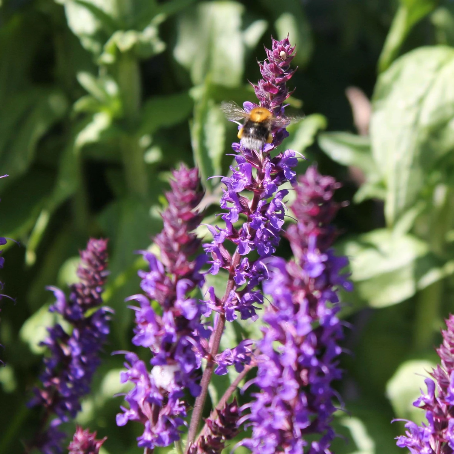 Roots Plants Salvia 'Caradonna' Perennials 4 Roots Plants Salvia 'Caradonna' Perennials