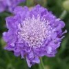Roots Plants Scabiosa 'Mariposa Blue' | 3L Pot 2 Roots Plants Scabiosa 'Mariposa Blue' | 3L Pot