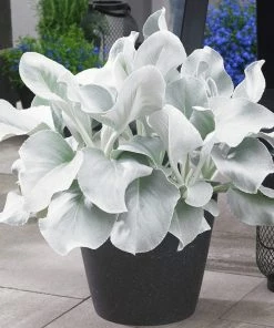 Roots Plants Senecio 'Angel Wings'