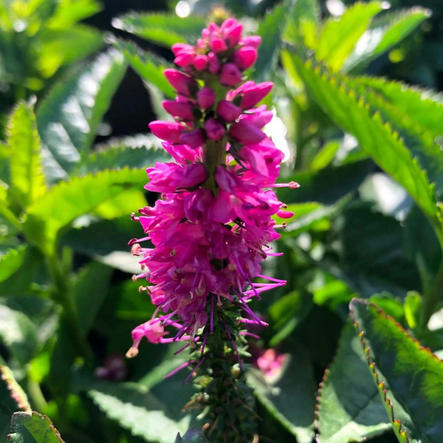Roots Plants Fuchsias Veronica 'Ronica Fuchsia' | 3L Pot 3 Roots Plants Fuchsias Veronica 'Ronica Fuchsia' | 3L Pot