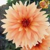 Roots Plants Dahlia 'Autumn Fairy' | 3L Pot Dahlias 2 Roots Plants Dahlia 'Autumn Fairy' | 3L Pot Dahlias