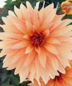 Roots Plants Dahlia 'Autumn Fairy' | 3L Pot Dahlias