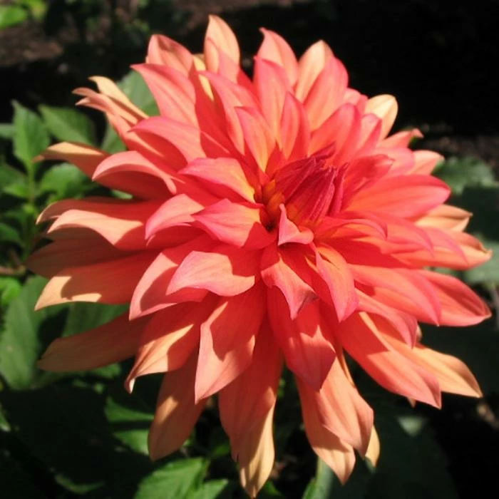 Roots Plants Dahlia 'Autumn Fairy' | 3L Pot Dahlias 5 Roots Plants Dahlia 'Autumn Fairy' | 3L Pot Dahlias