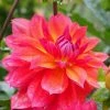 Roots Plants Dahlia 'Firepot' | 3L Pot Dahlias 2 Roots Plants Dahlia 'Firepot' | 3L Pot Dahlias