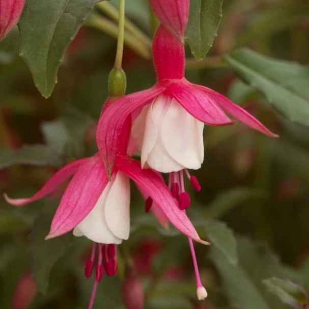 Roots Plants Hardy Fuchsia 'Alice Hoffman' | 3L Pot 3 Roots Plants Hardy Fuchsia 'Alice Hoffman' | 3L Pot