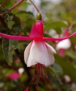 Roots Plants Hardy Fuchsia 'Alice Hoffman' | 3L Pot 7 Roots Plants Hardy Fuchsia 'Alice Hoffman' | 3L Pot