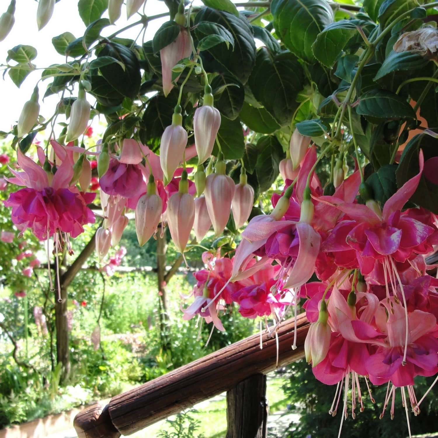 Roots Plants Hardy Fuchsia 'Garden News' | 3L Pot 6 Roots Plants Hardy Fuchsia 'Garden News' | 3L Pot