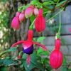 Roots Plants Hardy Fuchsia 'Tom Thumb' | 3L Pot Fuchsias 2 Roots Plants Hardy Fuchsia 'Tom Thumb' | 3L Pot Fuchsias