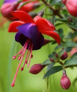 Roots Plants Hardy Fuchsia 'Tom Thumb' | 3L Pot Fuchsias 7 Roots Plants Hardy Fuchsia 'Tom Thumb' | 3L Pot Fuchsias