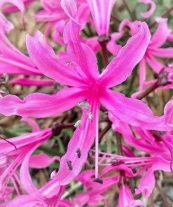 Roots Plants Guernsey Lily | Nerine Bowdenii | 3L Pot