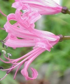 Roots Plants Guernsey Lily | Nerine Bowdenii | 3L Pot
